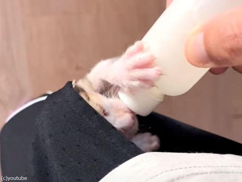 「まるでカンガルー」猫の赤ちゃんがポケットの中から哺乳瓶でごはんタイム（動画）