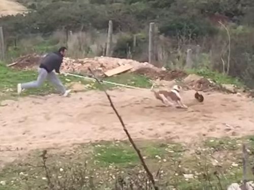 訓練された犬のジャンプ力07