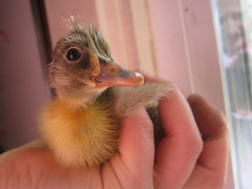 �����ưʪ�֤����12