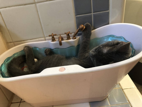 娘の人形用のベッドで寝る猫03