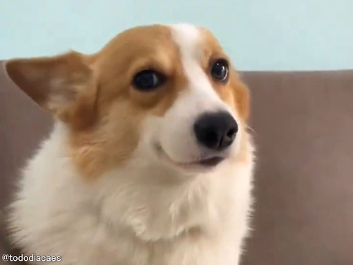 芸能人も顔負け…カメラを向けられると完璧な笑顔を作る犬