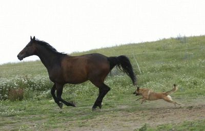 馬と犬01