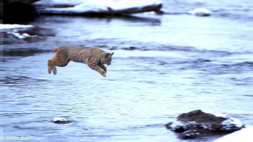 �ܥ֥���åȤΥ�����04