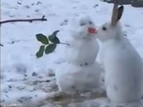 雪だるまの鼻を食べるウサギ03