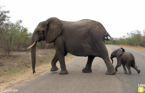 赤ちゃんゾウを守る母親ゾウ09