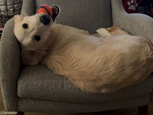 犬がソファーから落ちて…眠っていた別の犬に着地（動画）
