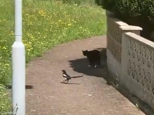 鳥「尾行なんてしてないよ！」猫「!?」←いつまでも続く関係