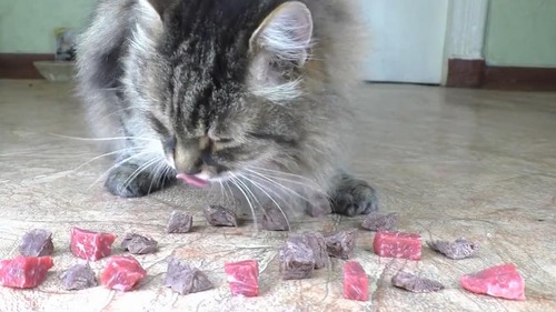 猫は生肉と茹で肉、どっちが好き?02