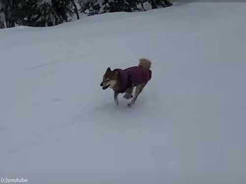 アメリカ人「柴犬と一緒にスキーを楽しんだら…こんなに足が速かった！」（動画）