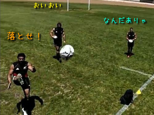 ラグビーの練習をラジコンで偵察