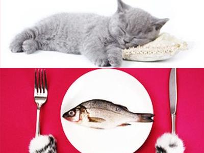 猫の高級ホテル00