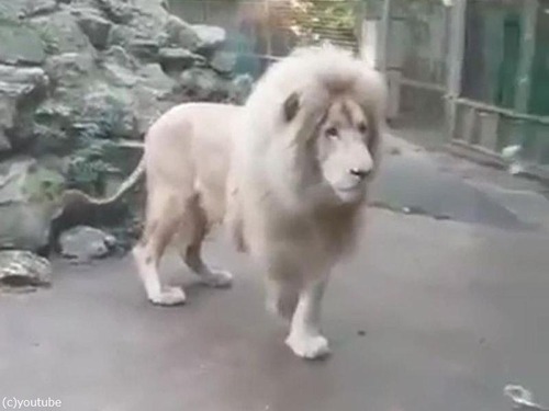 ����ܥ�̤򸫤��饤����Υꥢ�������02