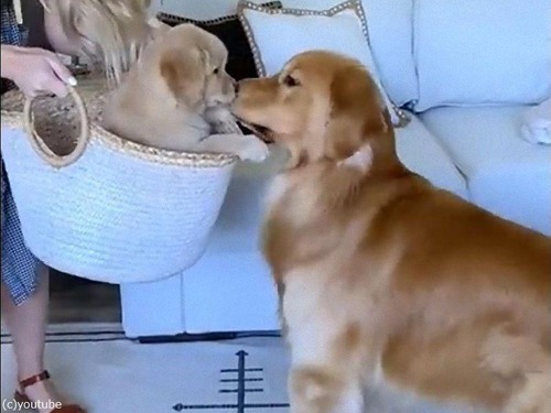 犬のパパと赤ちゃんが初めて出会った