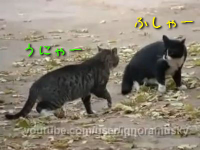 猫の争いを止める犬