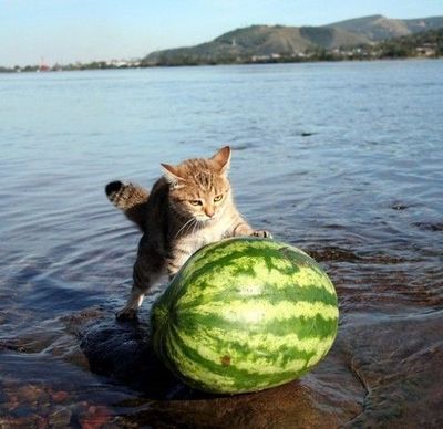 こんな猫はいやだ07