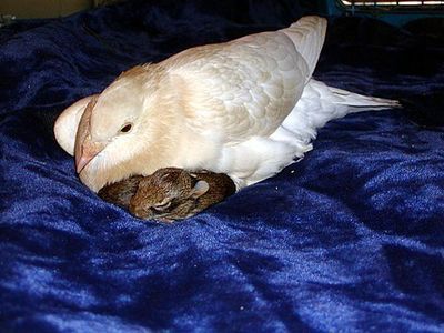 片足のハトがウサギを育てる00
