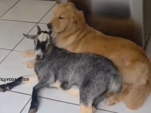 ޥޤȻפäƤҥ䥮Ťȡľ줷