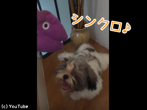 おもちゃの真似をするシーズー02