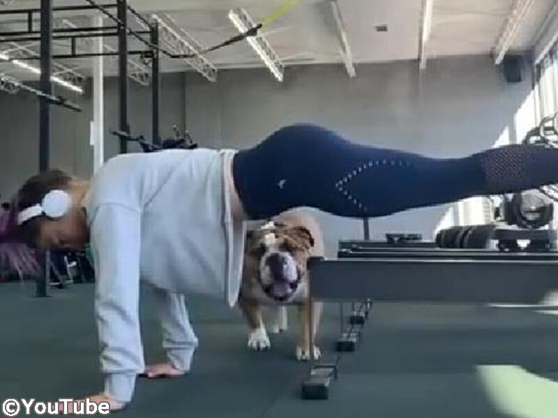 そこに入るの トレーニング中の女性を赤面させる犬 動画 らばq そこに入るの トレーニング中の女性を赤面させる犬 動画 らばq