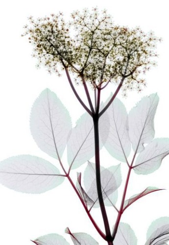 花のレントゲン06