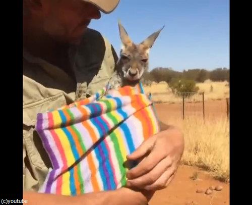 孤児カンガルーの寝かし方07