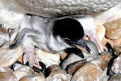 ペンギンのヒナが卵から出てくる一部始終04