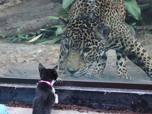 犬や猫が動物園を訪れる00