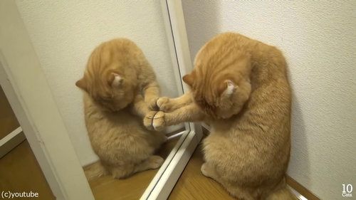 猫10匹と大きな鏡02