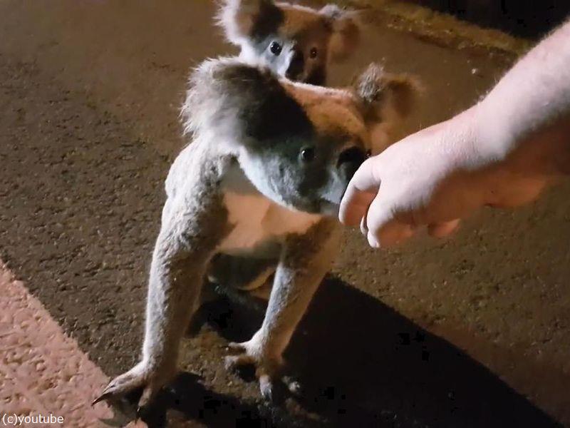 赤ちゃんを背負ったコアラのママ 深夜の道路で人間と交流する 動画 らばq 赤ちゃんを背負ったコアラのママ 深夜の道路で人間と交流する 動画 らばq