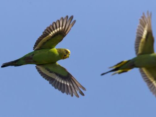 「鳥同士が衝突しないのはどうして？ 」