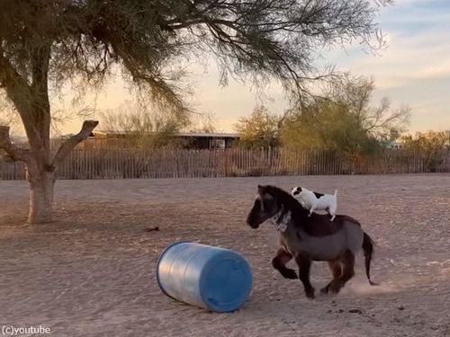 馬に騎乗した犬が…見事に障害物を飛越する（動画）