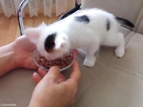 ��ǭ���ܤ����Τ��Ϥ���ܤ�Фޤ�05