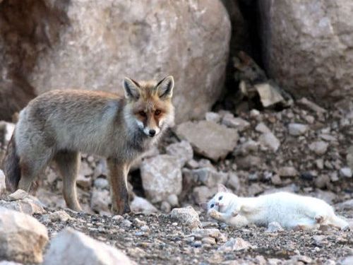 キツネと猫が仲良しに04