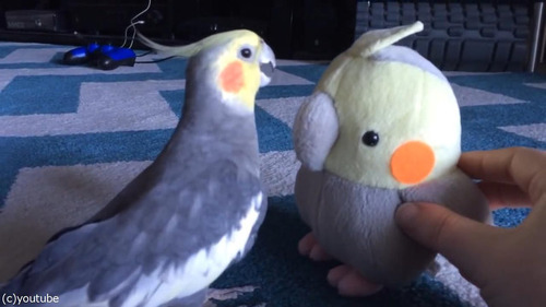 オウムとぬいぐるみ03