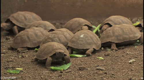 絶滅を救ったガラパゴスの「絶倫」亀が引退04