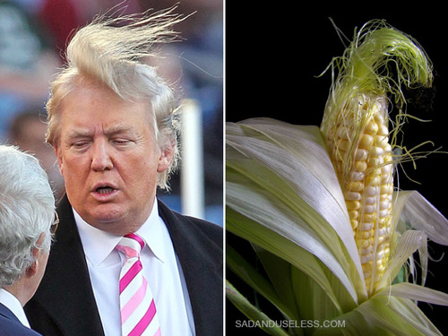 トランプ氏の髪型と完全に一致10