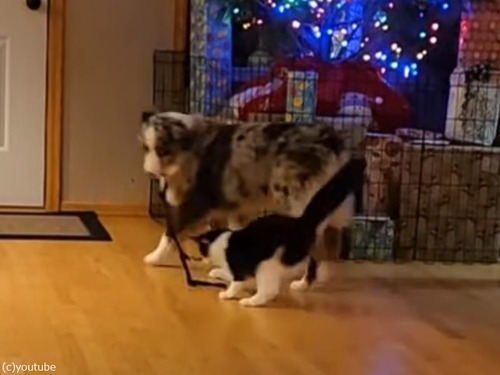 犬が猫のために紐を引きずる