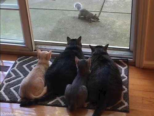 リスが気になる猫ファミリー00