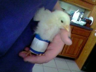 ưʪ�˥��֥�12