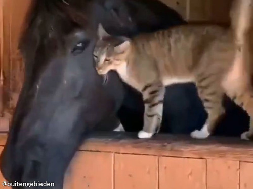 猫に愛された馬の…優しさを感じる動き