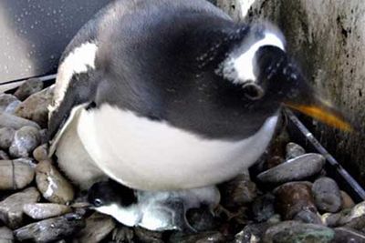 ペンギンのヒナが卵から出てくる一部始終03