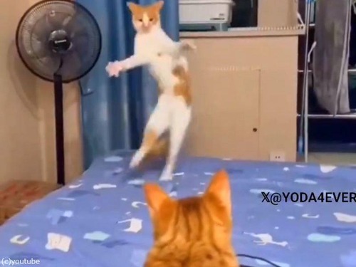 感心するほど挑発するのが上手な猫…幻惑ダンスに変なステップ
