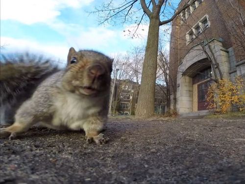 リスとカメラ01