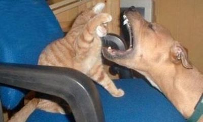 大きな口の犬に猫パンチ