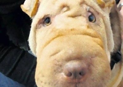 盲目の犬に整形手術01