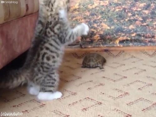 ��ǭvs�ҵ�03