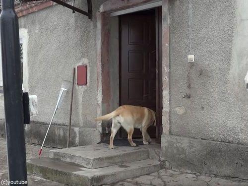 家に入りたい犬09