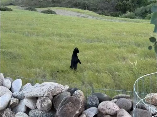 猫を見つめる外国人「まるでジブリ映画を見ている気分なんだけど…」ガーデニング中の出来事_s