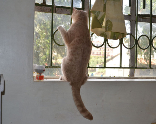 ケニアで子猫08