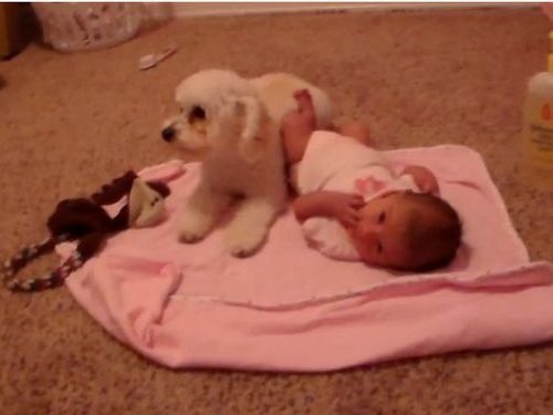 赤ちゃんを守るトイプードル01